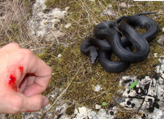Šta prvo treba uraditi ako vas ujede zmija? Jednim potezom mnogi prave istu grešku, a može biti kobna