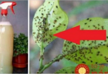 UKLONITE OMRAŽENE LISNE UŠI: Samo im dajte ovo jeftino čudo i vaše su biljke spašene!