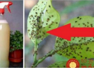 UKLONITE OMRAŽENE LISNE UŠI: Samo im dajte ovo jeftino čudo i vaše su biljke spašene!