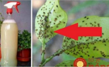 UKLONITE OMRAŽENE LISNE UŠI: Samo im dajte ovo jeftino čudo i vaše su biljke spašene!