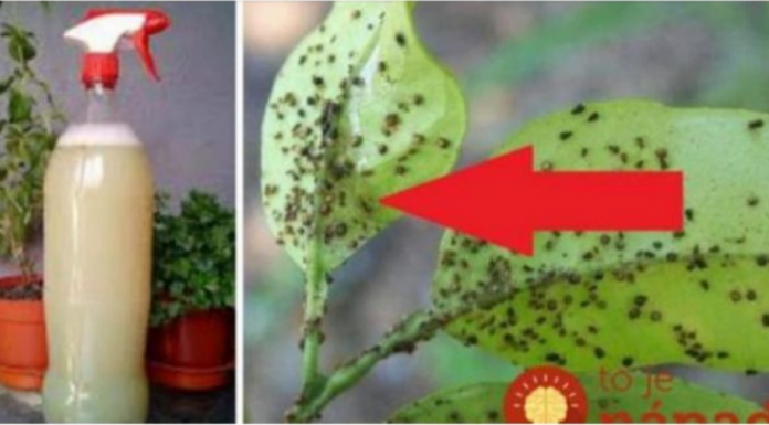 UKLONITE OMRAŽENE LISNE UŠI: Samo im dajte ovo jeftino čudo i vaše su biljke spašene!