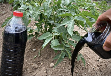 Primijenite 0vo gnojivo na presađene rajčice: biljke će biti pune plodova!