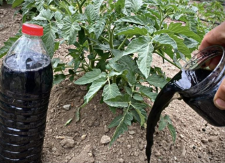 Primijenite 0vo gnojivo na presađene rajčice: biljke će biti pune plodova!