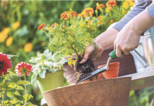 Soda bikarbona je spas za baštovane: Najbolji način da sa njom oporavite svoje cveće