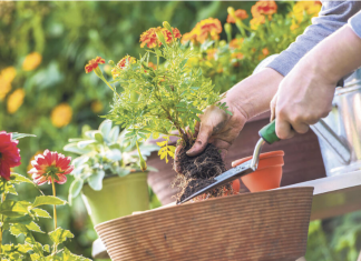 Soda bikarbona je spas za baštovane: Najbolji način da sa njom oporavite svoje cveće