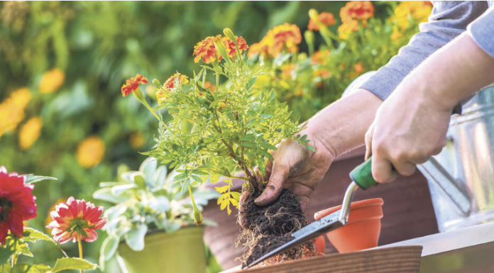 Soda bikarbona je spas za baštovane: Najbolji način da sa njom oporavite svoje cveće