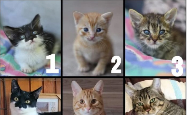 TEST LIČNOSTI – Odaberite mačku koja vas najviše privlači, ona će vam otkriti nešto jako bitno