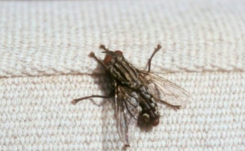 Ovo ljeto nećete vidjeti muhu u kući, samo trebate da zasadite ovu biljku, MUHE JE NE PODNOSE