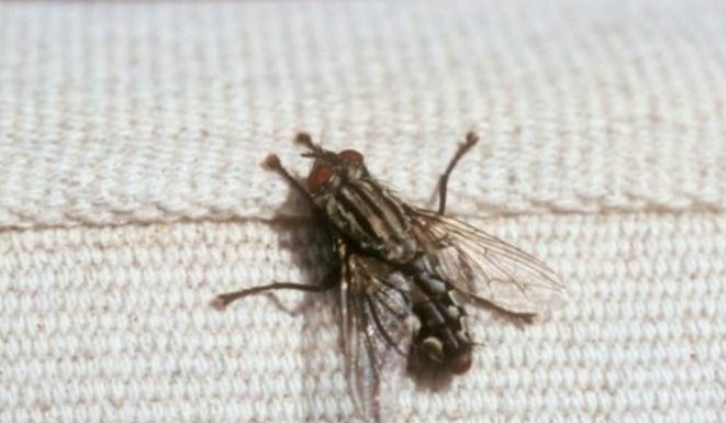 Ovo ljeto nećete vidjeti muhu u kući, samo trebate da zasadite ovu biljku, MUHE JE NE PODNOSE