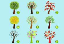 Ovo je SUROVI TEST koji će OTKRITI sve ono što KRIJEŠ – IZABERI DRVO SVOJIH SNOVA!