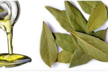 LOVOROVO ULJE KAO LIJEK: Izuzetno moćan lijek dobijete kada lovorov list preliete maslinovim uljem