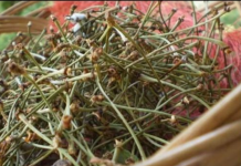 NE BACAJTE PETELJKE OD TREŠNJE: Evo kako da od njih napravite čaj KOJI LIJEČI UPALU BUBREGA I MOKRAĆNIH KANALA