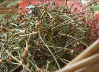 NE BACAJTE PETELJKE OD TREŠNJE: Evo kako da od njih napravite čaj KOJI LIJEČI UPALU BUBREGA I MOKRAĆNIH KANALA