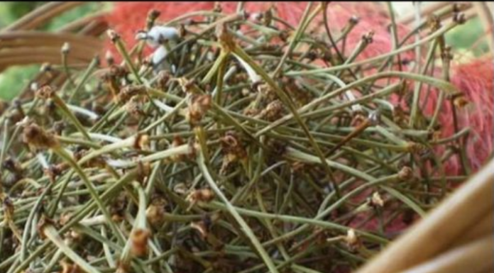 NE BACAJTE PETELJKE OD TREŠNJE: Evo kako da od njih napravite čaj KOJI LIJEČI UPALU BUBREGA I MOKRAĆNIH KANALA