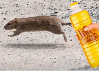 Nekoliko kapi ovog proizvoda pomoći će vam da TRAJNO oterate miševe iz savog doma: Samo sledite ovaj postupak