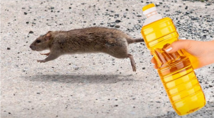 Nekoliko kapi ovog proizvoda pomoći će vam da TRAJNO oterate miševe iz savog doma: Samo sledite ovaj postupak