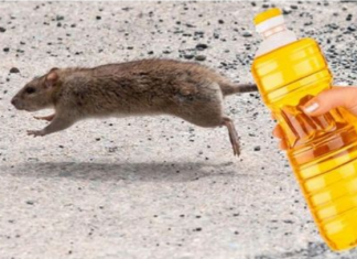 Nekoliko kapi ovog proizvoda će vam pomoći da TRAJNO otjerate miševe iz kuće: Slijedite OVU proceduru!