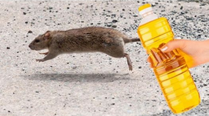 Nekoliko kapi ovog proizvoda će vam pomoći da TRAJNO otjerate miševe iz kuće: Slijedite OVU proceduru!