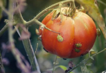 SMRDIBUBE NE PODNOSE OVAJ RASTVOR: Poprskajte povrće i više neće dolaziti u vašu baštu