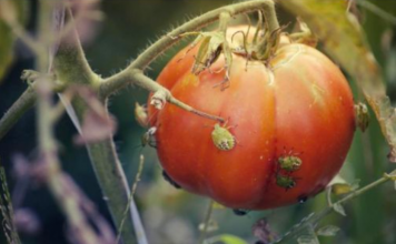 SMRDIBUBE NE PODNOSE OVAJ RASTVOR: Poprskajte povrće i više neće dolaziti u vašu baštu