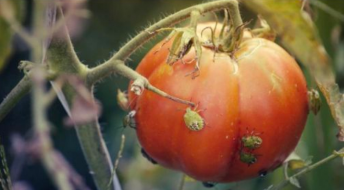 SMRDIBUBE NE PODNOSE OVAJ RASTVOR: Poprskajte povrće i više neće dolaziti u vašu baštu