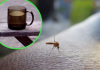 Napunite čašu njome i stavite je na prozorsku dasku: Ovako se Italijani bore protiv komaraca – TO JE DOKAZANO GODINAMA