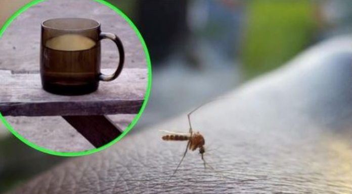 Napunite čašu njome i stavite je na prozorsku dasku: Ovako se Italijani bore protiv komaraca – TO JE DOKAZANO GODINAMA