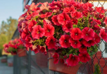 KAKO DA VAM PETUNIJE CVETAJU U SLAPOVIMA? Ikusni baštovani imaju 4 tajne za saksiju punu pupoljaka