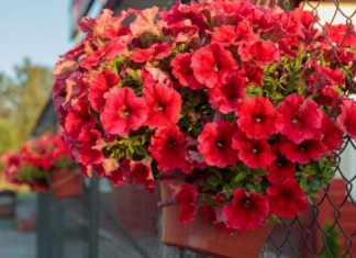 KAKO DA VAM PETUNIJE CVETAJU U SLAPOVIMA? Ikusni baštovani imaju 4 tajne za saksiju punu pupoljaka