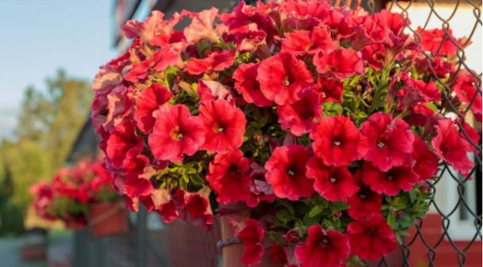 KAKO DA VAM PETUNIJE CVETAJU U SLAPOVIMA? Ikusni baštovani imaju 4 tajne za saksiju punu pupoljaka