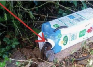 Ne koristim kemikalije da se riješim puževa, zahvaljujući susjedovim savjetima cijeli vrt je očišćen: To je najbolji prirodni pesticid