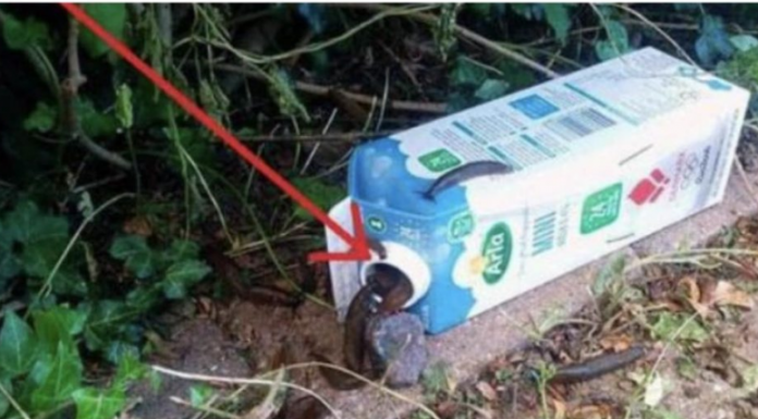 Ne koristim kemikalije da se riješim puževa, zahvaljujući susjedovim savjetima cijeli vrt je očišćen: To je najbolji prirodni pesticid