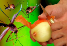 Najbolji BESPLATNI organski recept!: Komarci će zauvijek nestati u 1 minuti