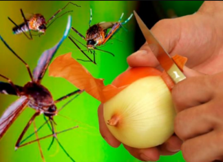 Najbolji BESPLATNI organski recept!: Komarci će zauvijek nestati u 1 minuti