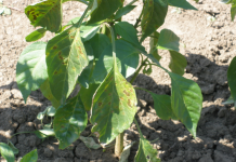 Ako primijetite žućenje listova krastavca, rajčice ili paprike, preporuča se prihraniti gnojivom 0DMAH