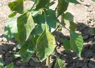 Ako primijetite žućenje listova krastavca, rajčice ili paprike, preporuča se prihraniti gnojivom 0DMAH