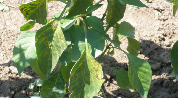 Ako primijetite žućenje listova krastavca, rajčice ili paprike, preporuča se prihraniti gnojivom 0DMAH