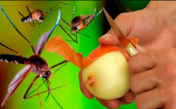 Najbolji BESPLATNI organski recept!: Komarci će zauvijek nestati u 1 minuti