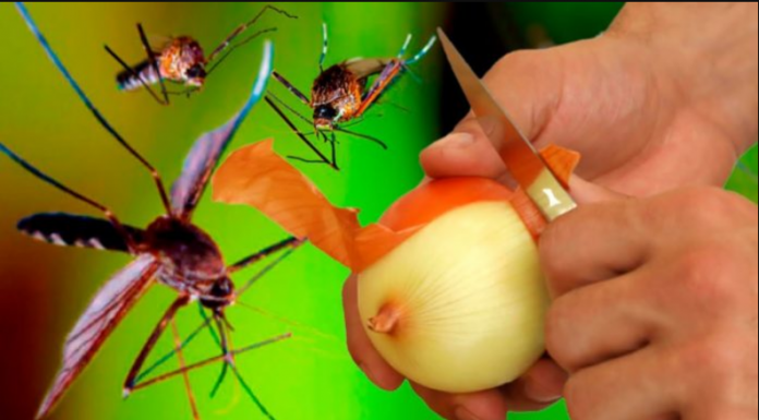 Najbolji BESPLATNI organski recept!: Komarci će zauvijek nestati u 1 minuti