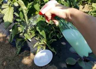 Udvostručite urod paradajza, krastavaca i ostalog povrća: Odmah zalijte ovim domaćim ČUDOM!