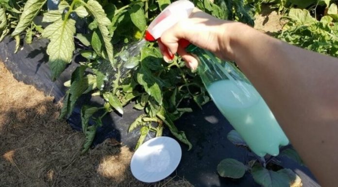 Udvostručite urod paradajza, krastavaca i ostalog povrća: Odmah zalijte ovim domaćim ČUDOM!