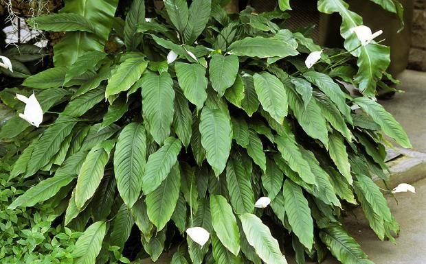 1 kašika pravo u lonac i Spathiphyllum ponovo prelijepo cvjeta: EVO recepta koji ga je spasio!