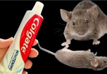 TRIK Da Se Trajno Riješite Pacova I Miševa U Kući Pomoću Paste Za Zube: Neće Se Više Približiti Kući!