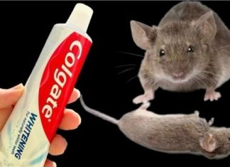 TRIK Da Se Trajno Riješite Pacova I Miševa U Kući Pomoću Paste Za Zube: Neće Se Više Približiti Kući!