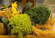 Cvijet koji mnogi imaju u kući privlači sreću i nafaku: Vjeruje se da je posebno važan za žene