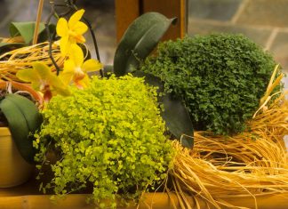 Cvijet koji mnogi imaju u kući privlači sreću i nafaku: Vjeruje se da je posebno važan za žene