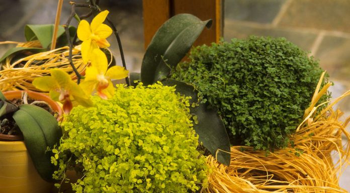 Cvijet koji mnogi imaju u kući privlači sreću i nafaku: Vjeruje se da je posebno važan za žene