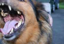 EVO ZAŠTO PSI LAJU NA SAMO ODREĐENE LJUDE: Konačno otkriven razlog, VIDE NEŠTO ŠTO LJUDI NE MOGU