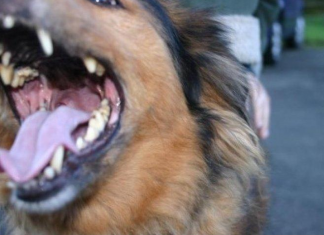 EVO ZAŠTO PSI LAJU NA SAMO ODREĐENE LJUDE: Konačno otkriven razlog, VIDE NEŠTO ŠTO LJUDI NE MOGU