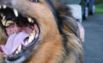 EVO ZAŠTO PSI LAJU NA SAMO ODREĐENE LJUDE: Konačno otkriven razlog, VIDE NEŠTO ŠTO LJUDI NE MOGU